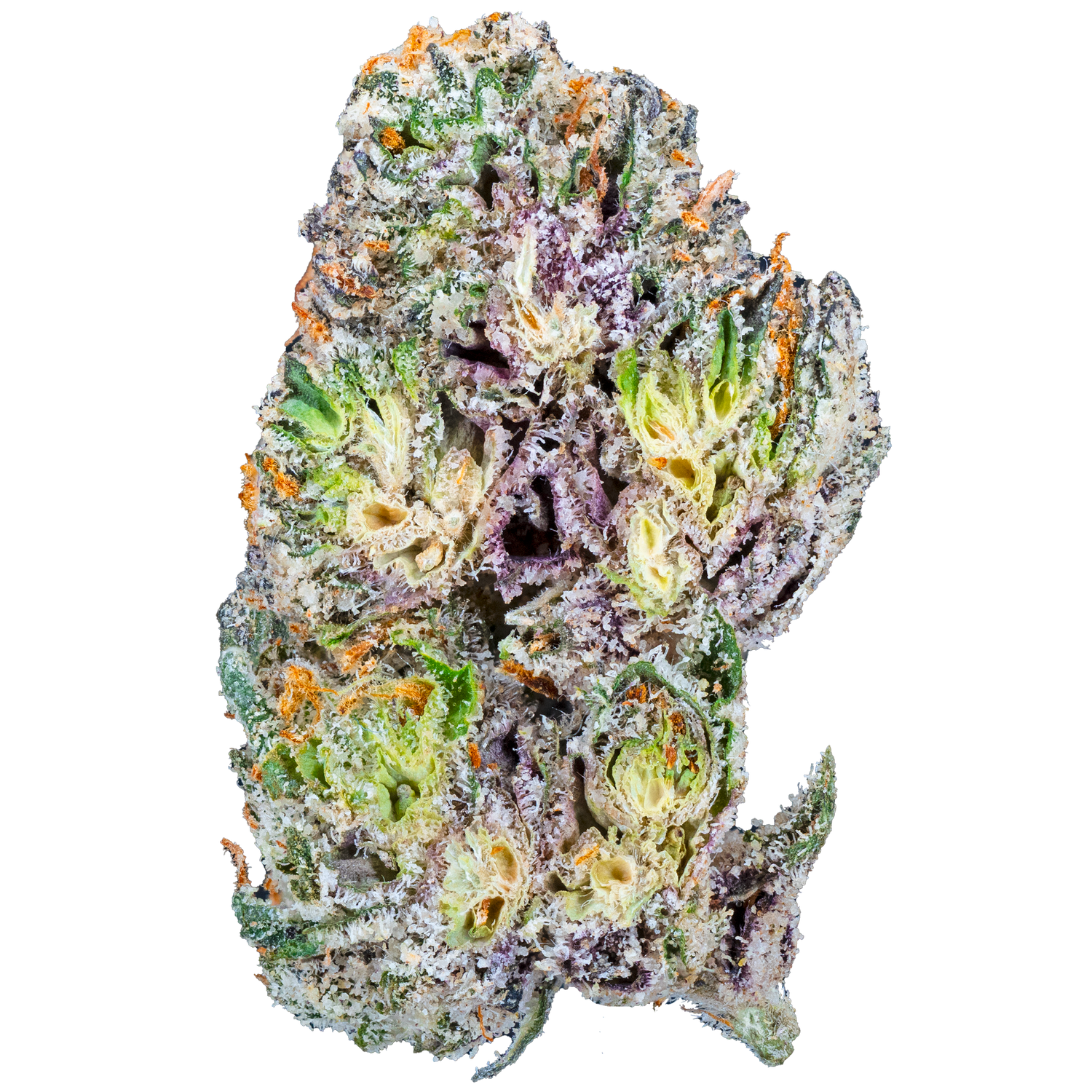 Bulk Super Exotic Flower